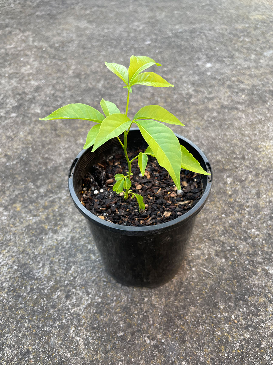 white sapote seedling