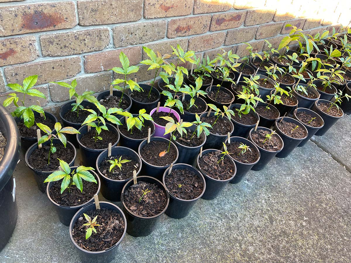 White sapote seedlings