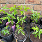 White sapote seedlings
