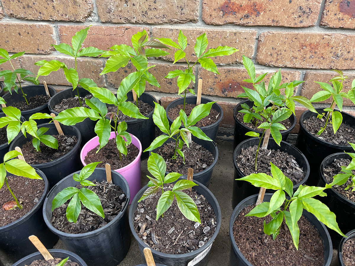 White sapote seedlings