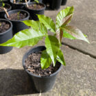 White sapote seedlings