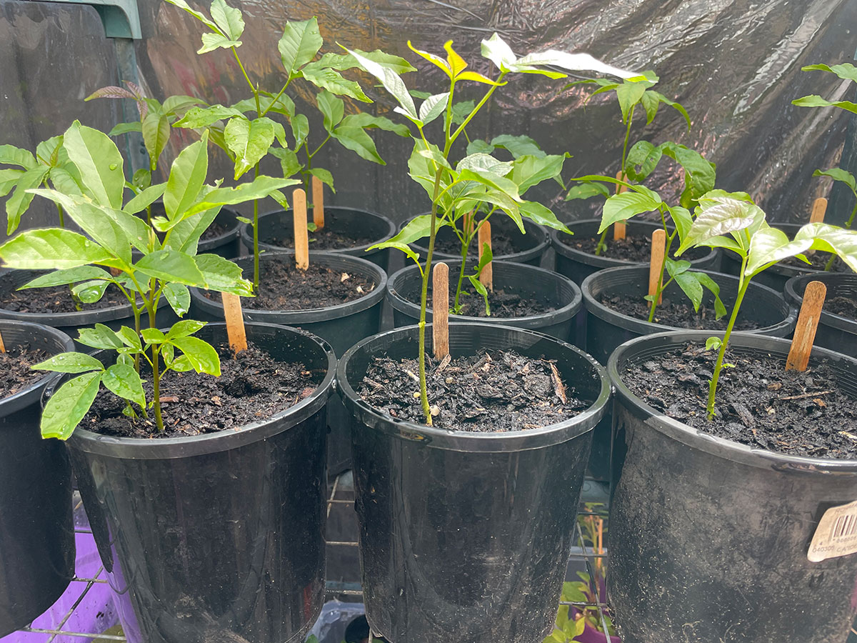 White sapote seedlings
