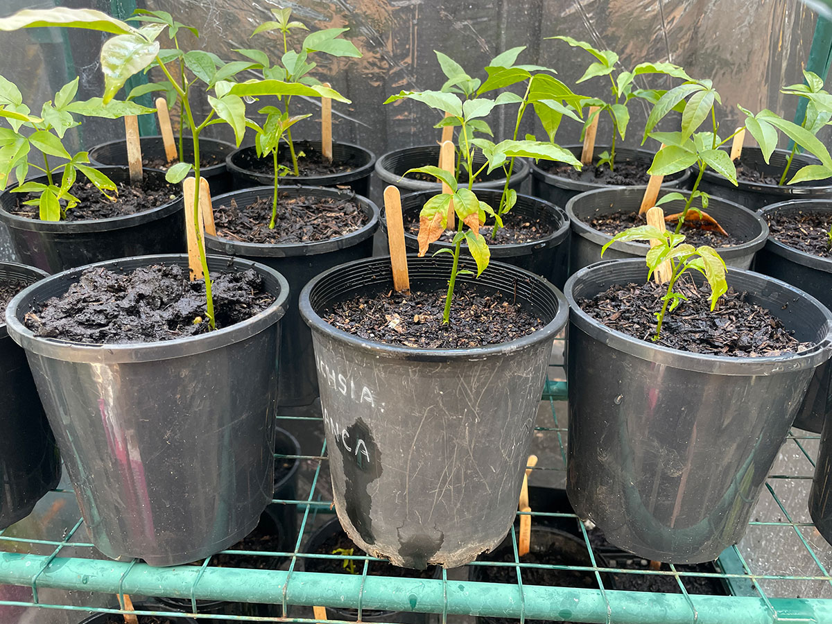 White sapote seedlings