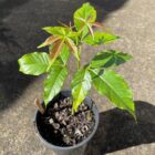 White sapote seedlings