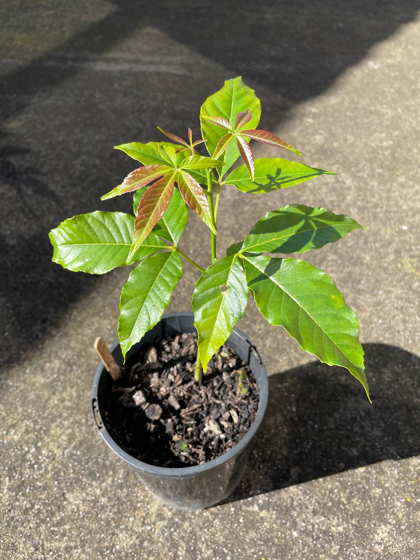 White sapote seedlings