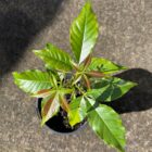 White sapote seedlings