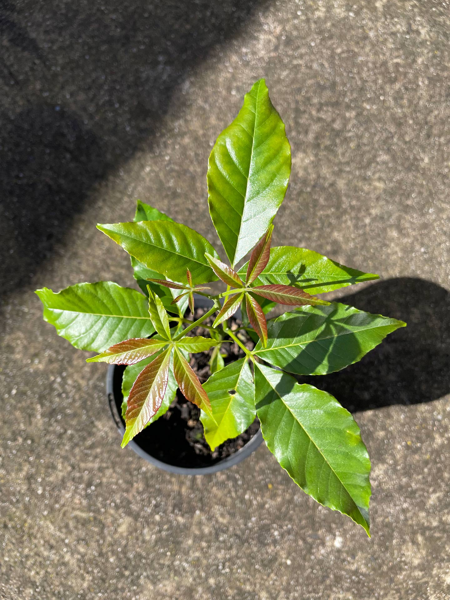 White sapote seedlings
