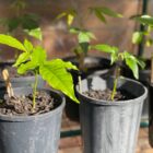 White sapote seedlings