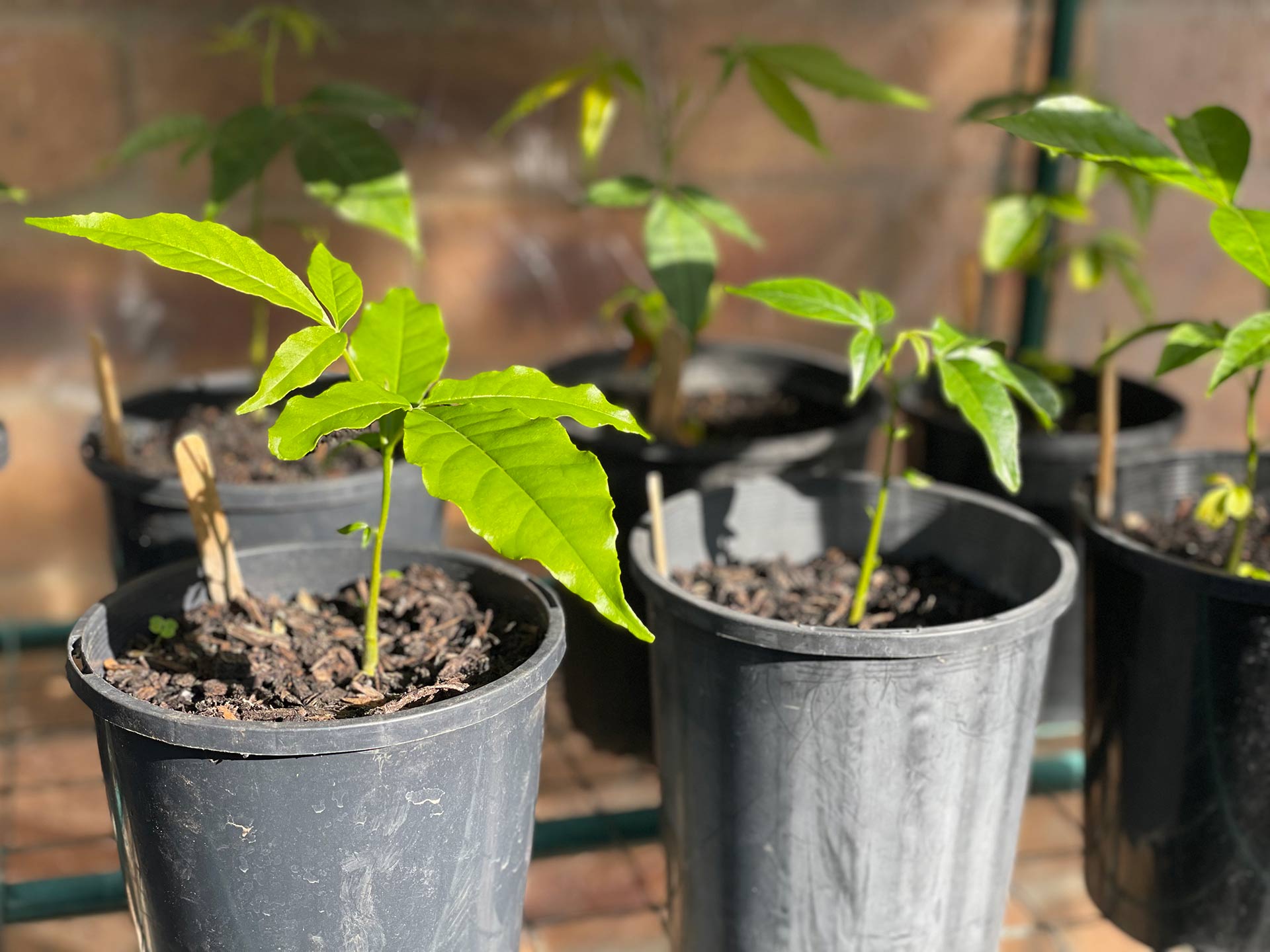 White sapote seedlings