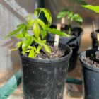 White sapote seedlings