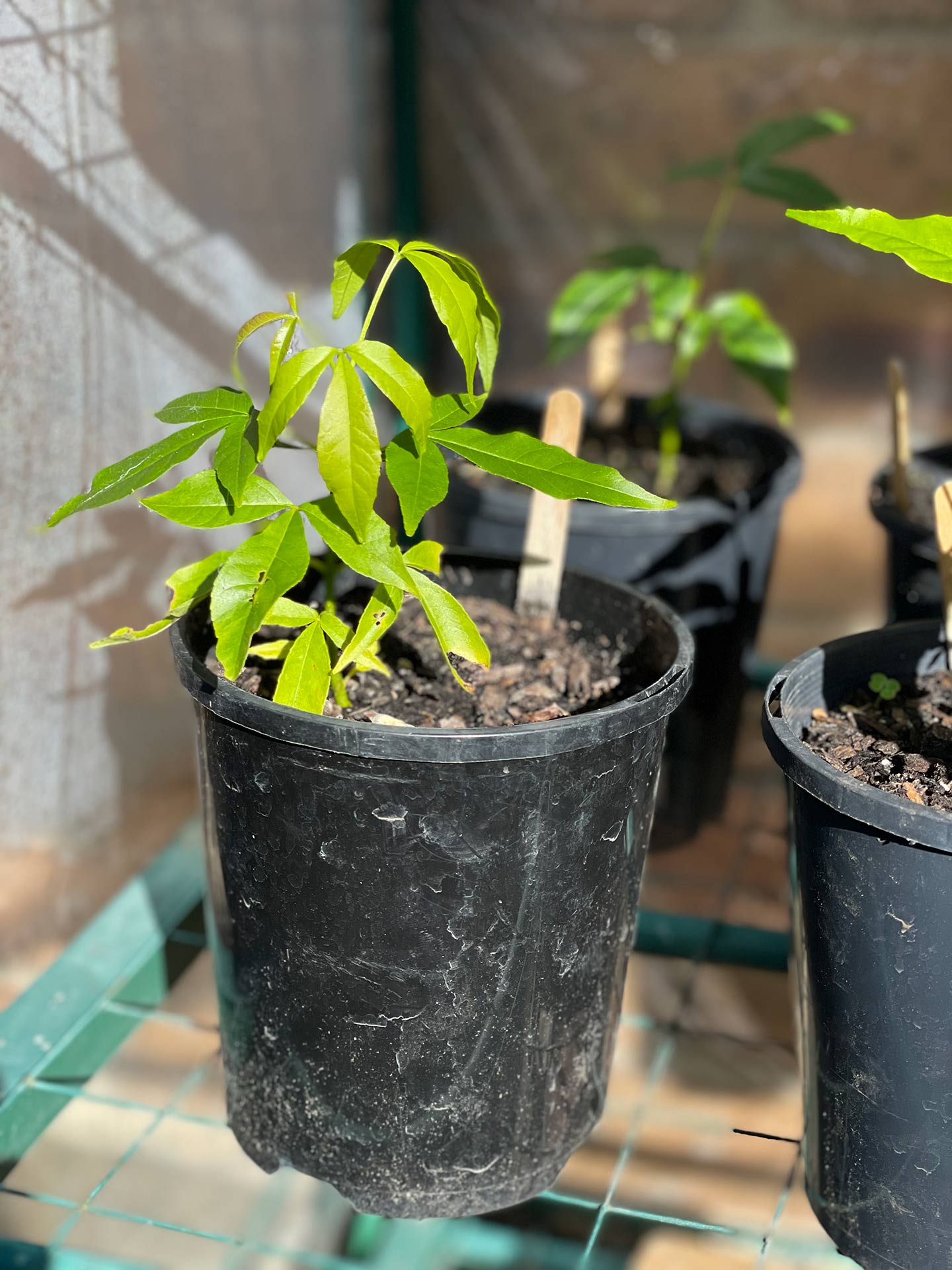 White sapote seedlings