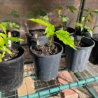 White sapote seedlings
