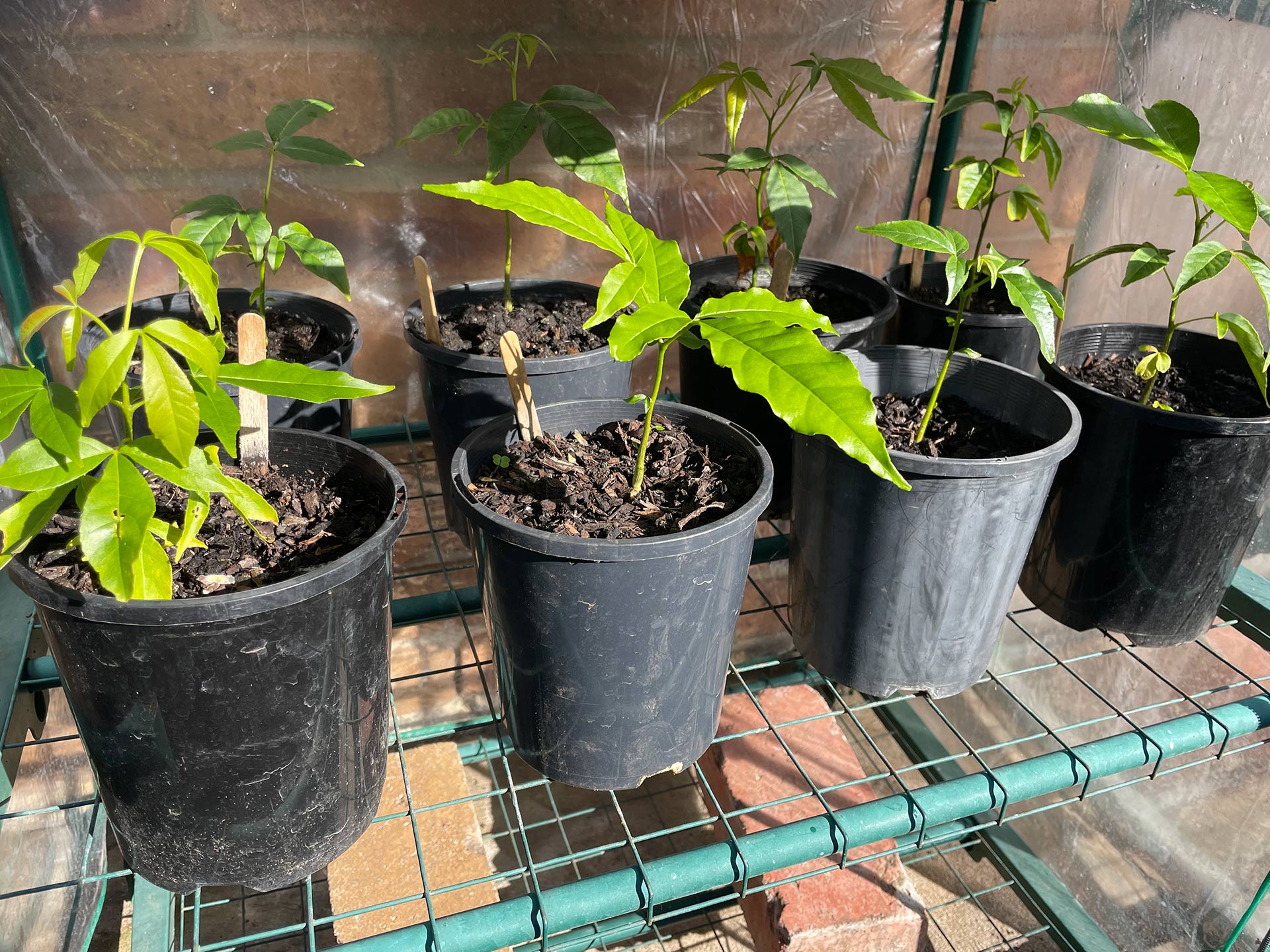 White sapote seedlings